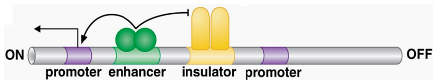 启动子+增强子+绝缘子