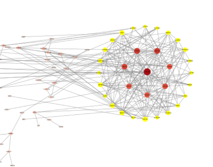 Cytoscape12